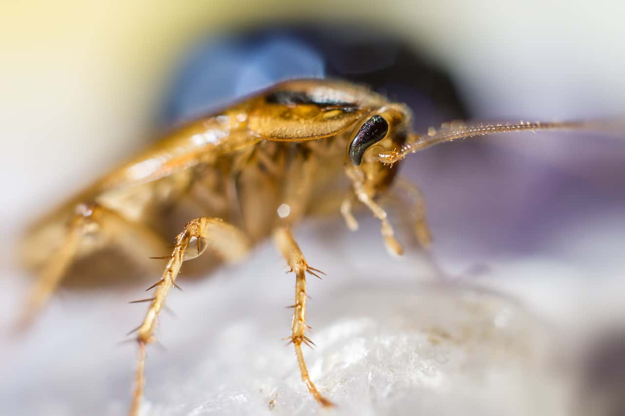 cockroach close bed