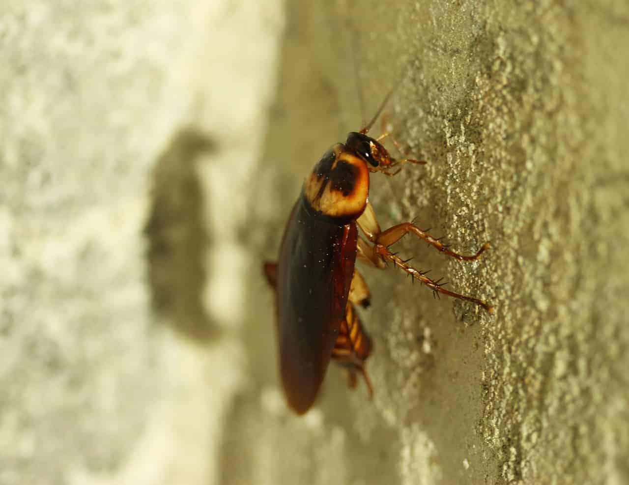 cockroach on wall