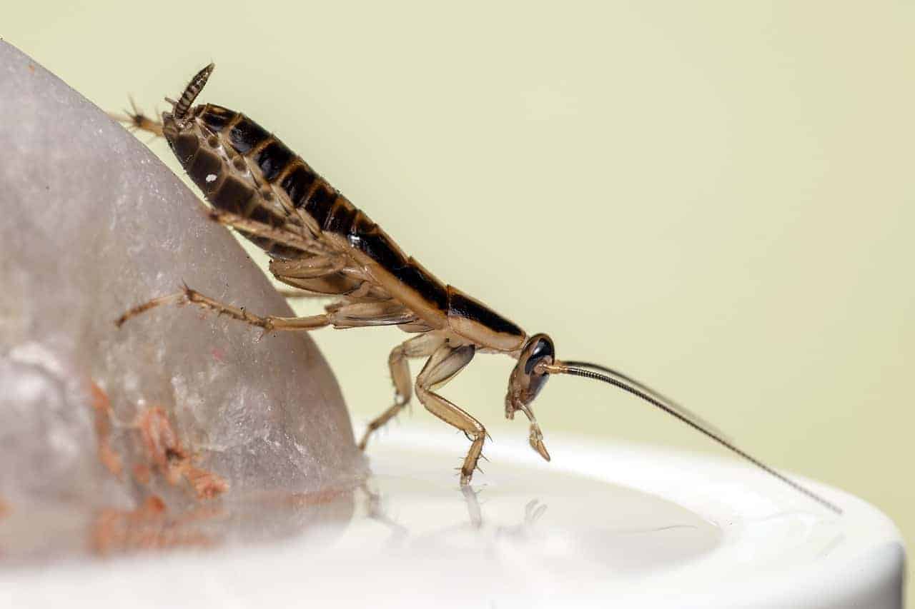crawling cockroach