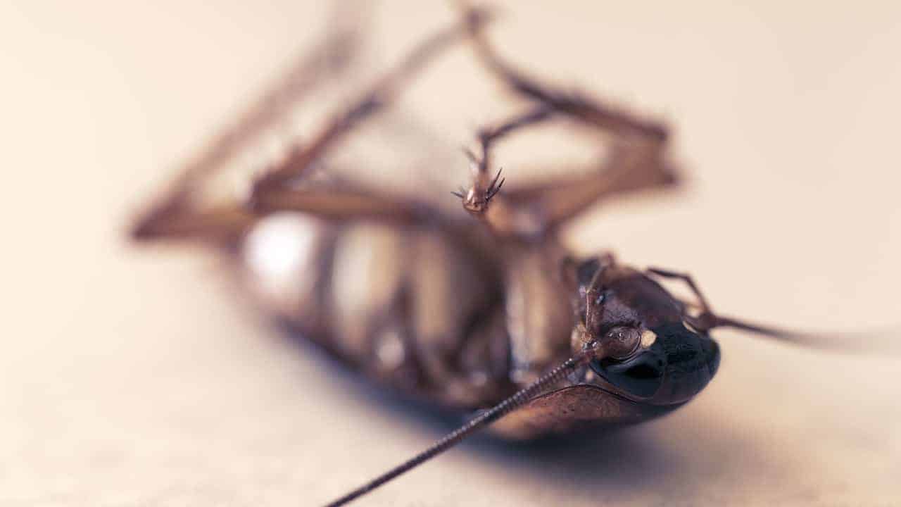 dead cockroach close up