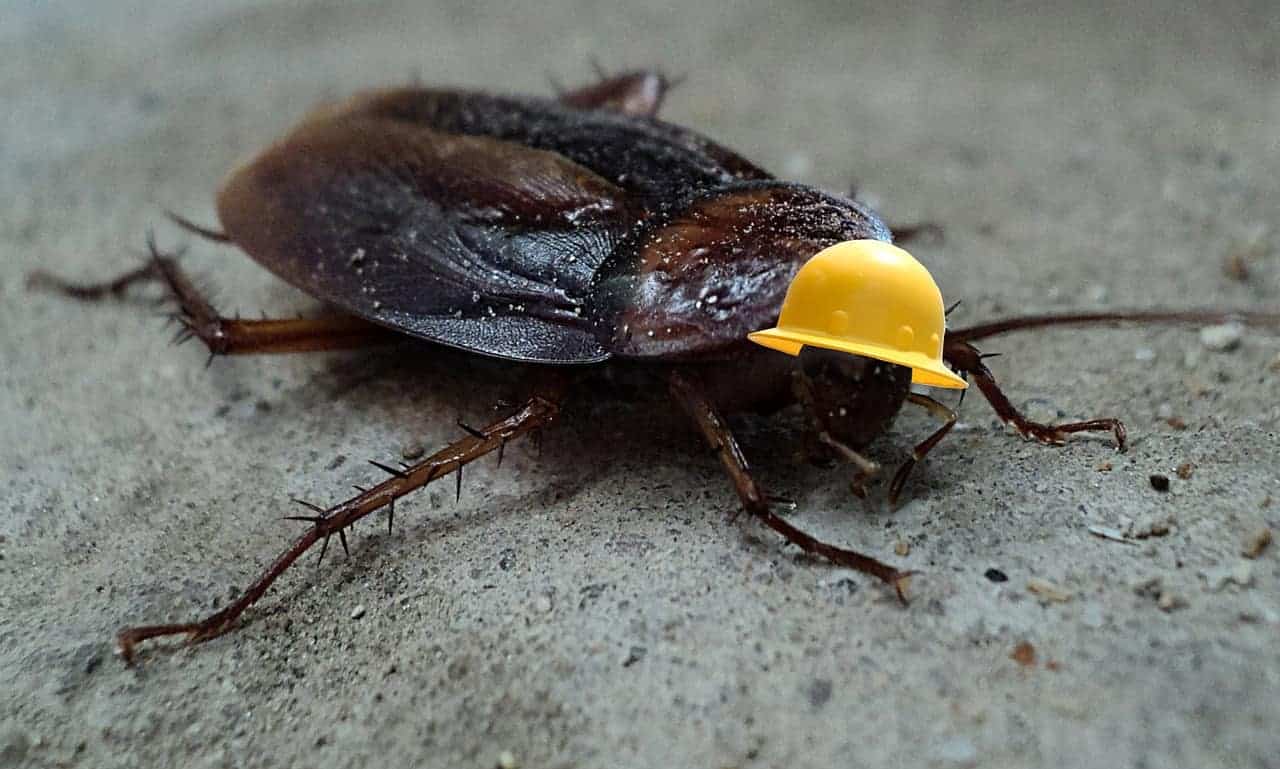 cockroach with helmet