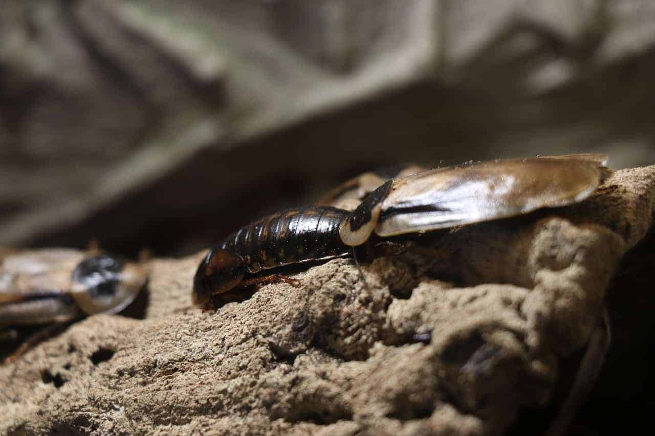 cockroaches wood surface