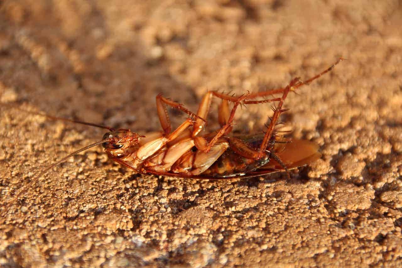 cockroach on its back