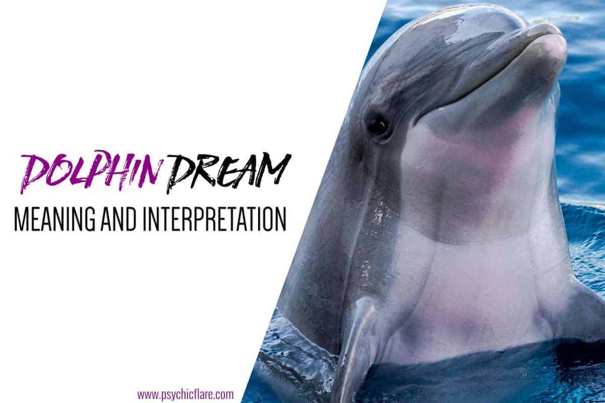 dolphin in a dream