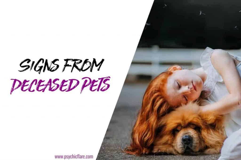 6 Signs That Your Deceased Pet is Trying to Communicate