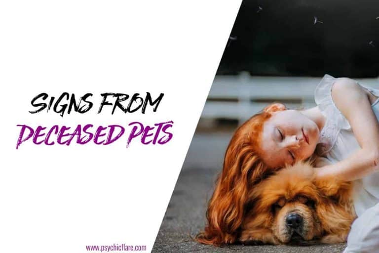 Signs that Your Deceased Pet is Trying to Communicate