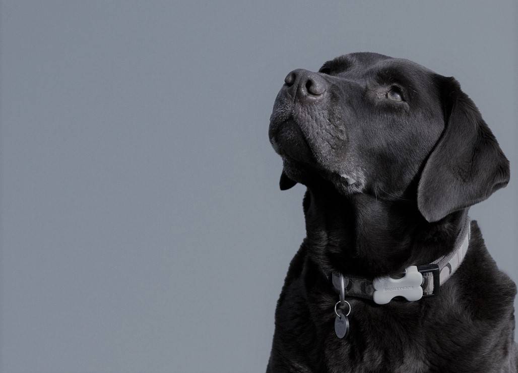 black labrador dog