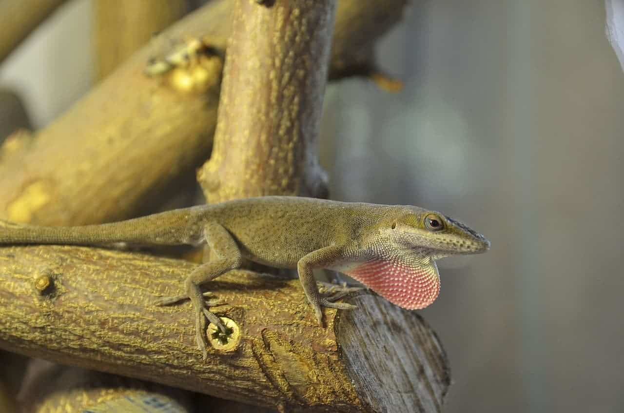 anole lizard tree