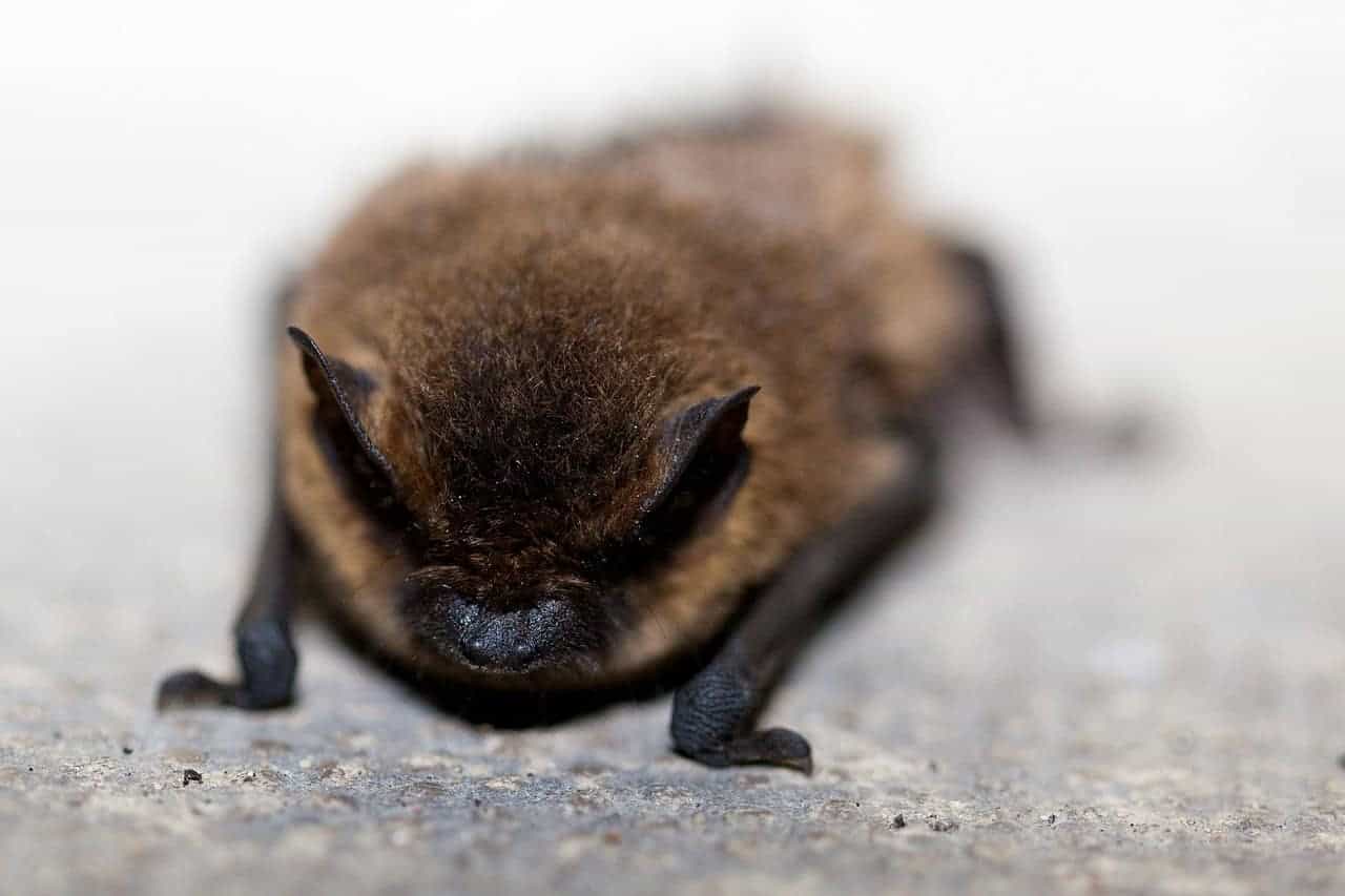 baby bat