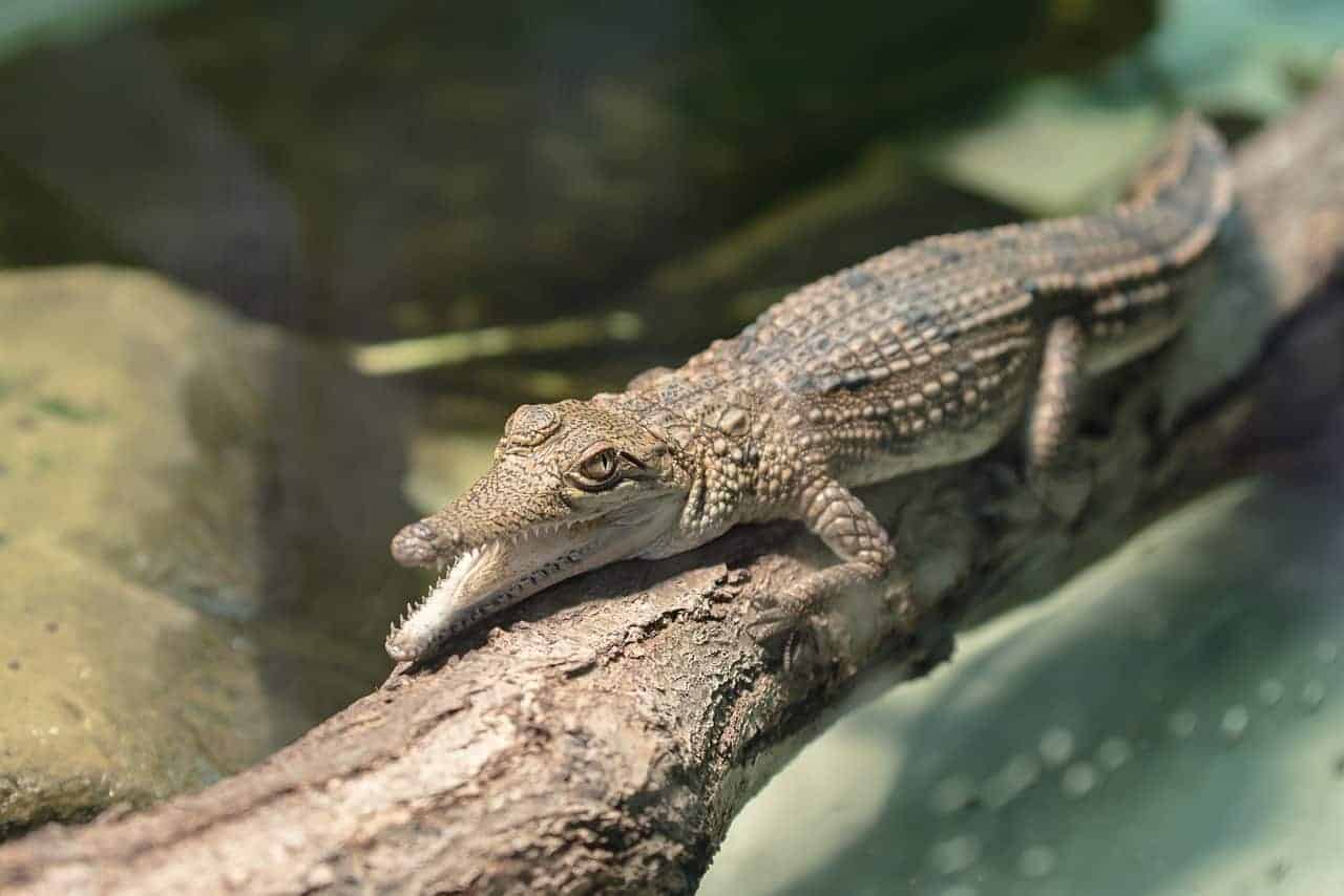 baby crocodile