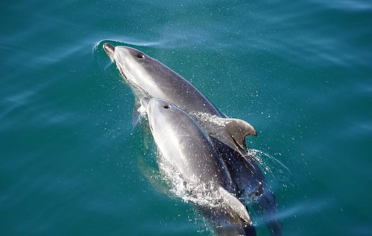 gray dolphins babies