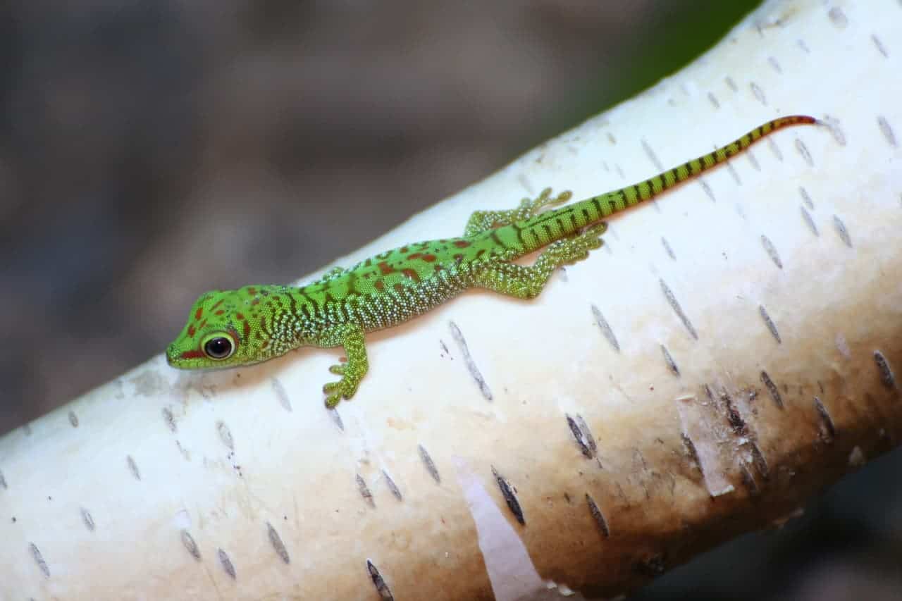 baby lizard on branch