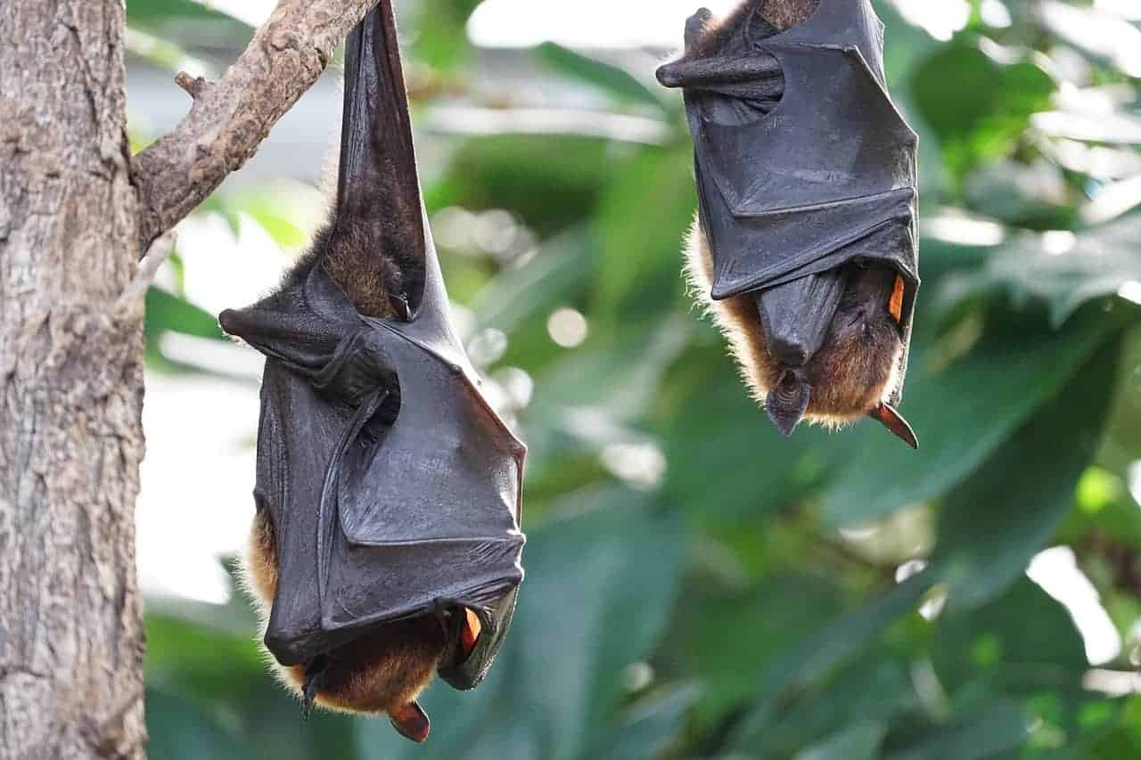 bats hanging upside down