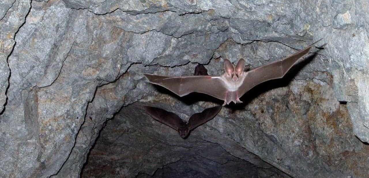 bat wings