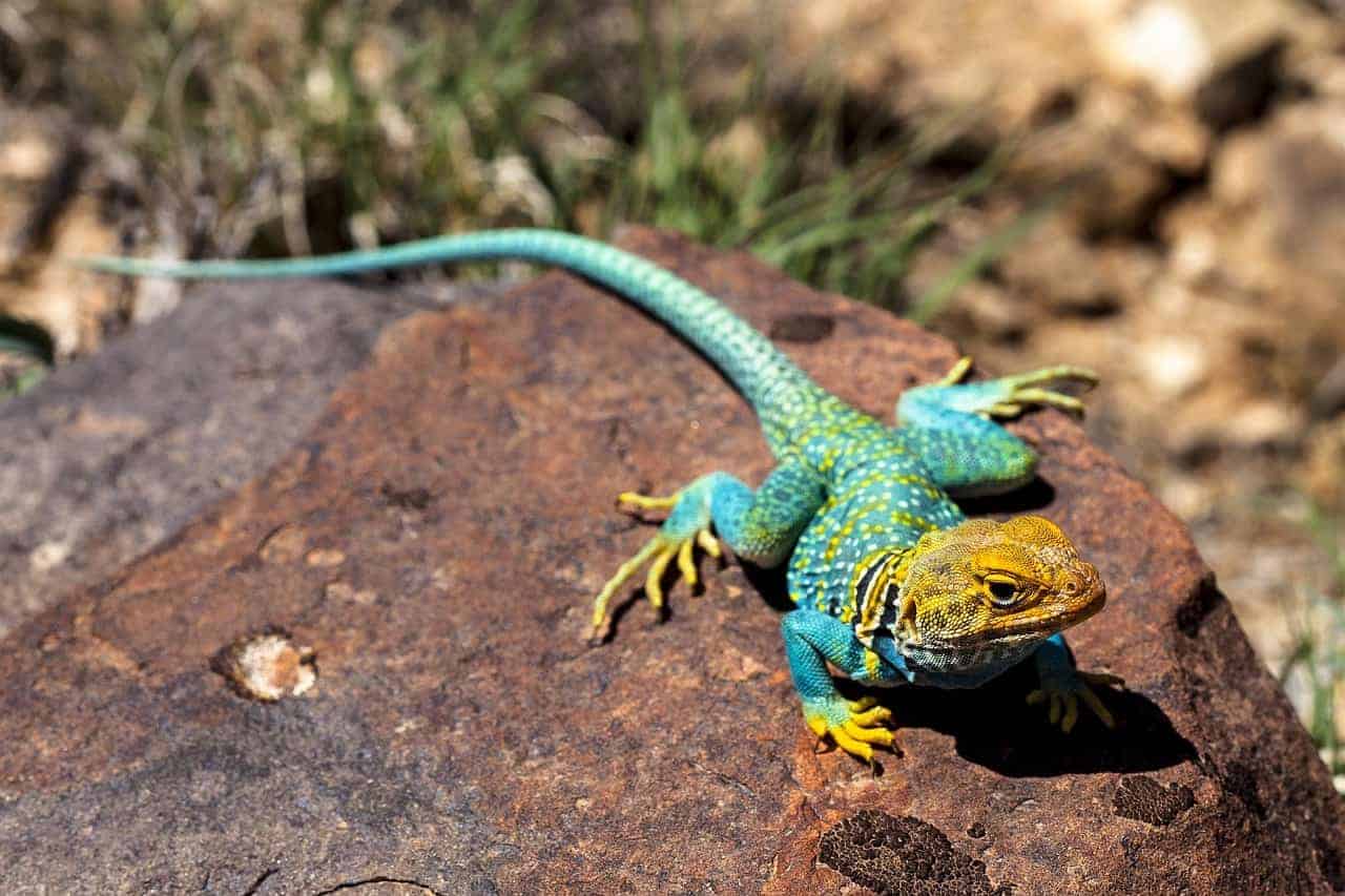 colorful lizard on rock