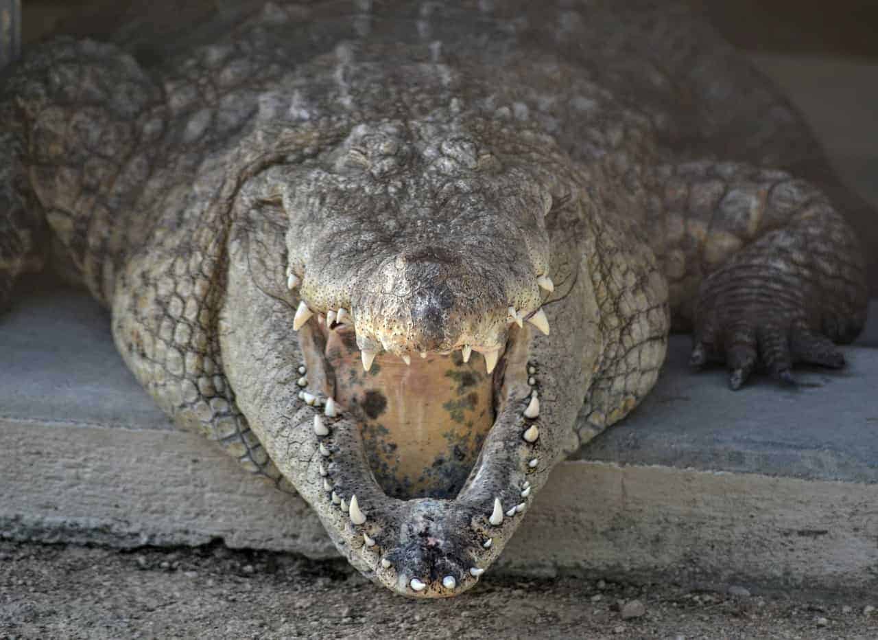 crocodile mouth open