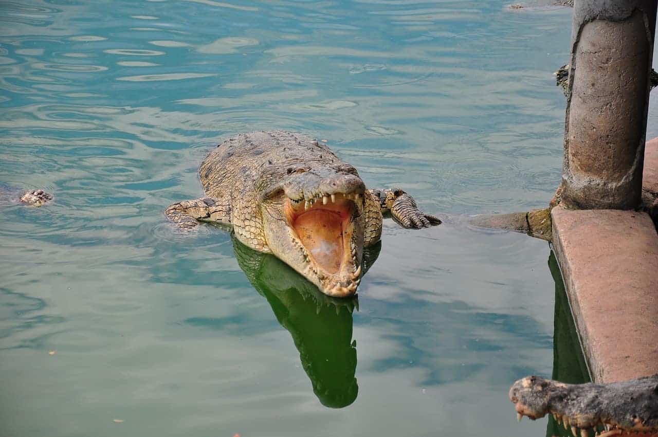 crocodile in water