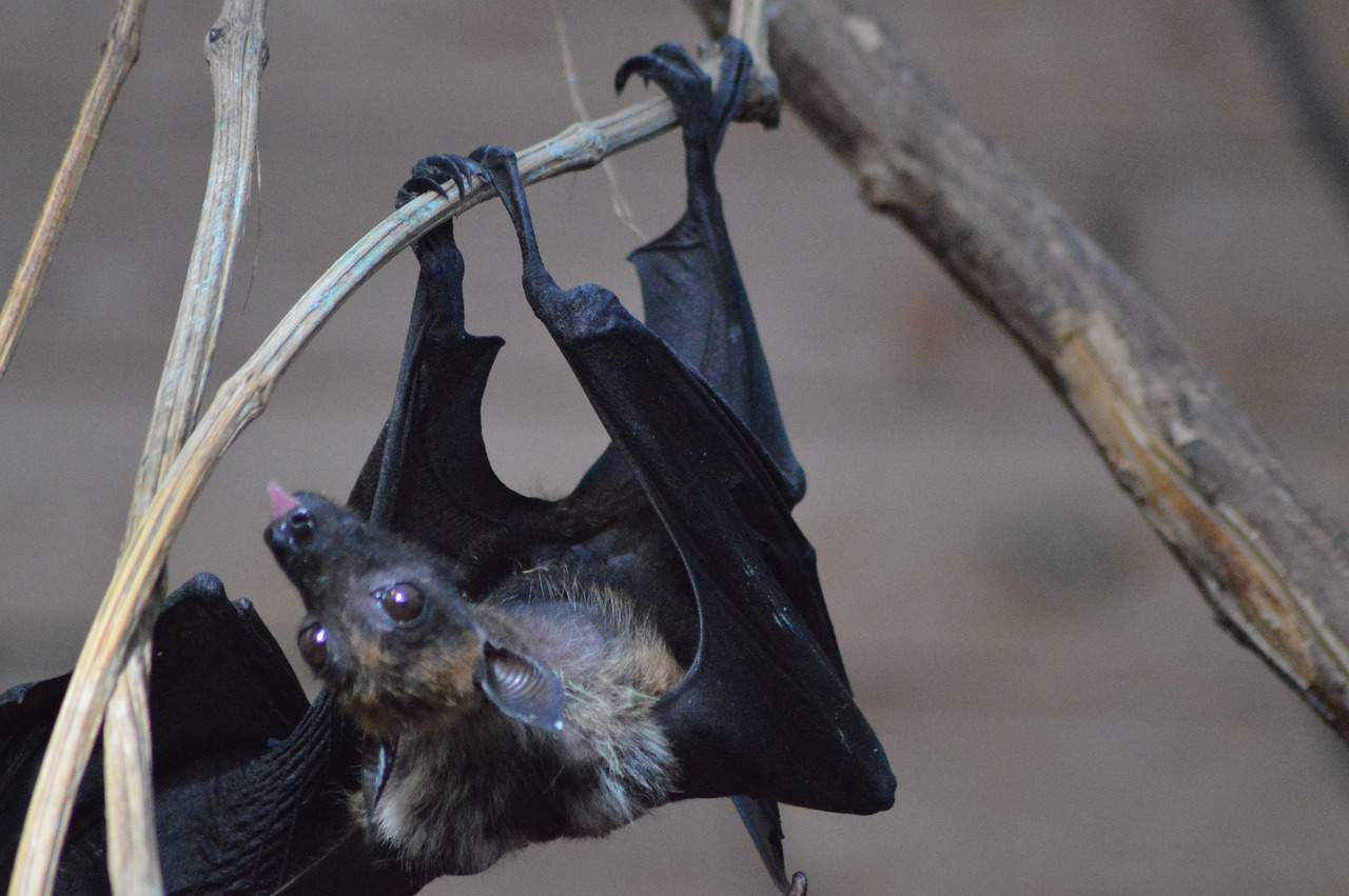 15 Spiritual Meanings of Bats in Dreams (Good & Bad)