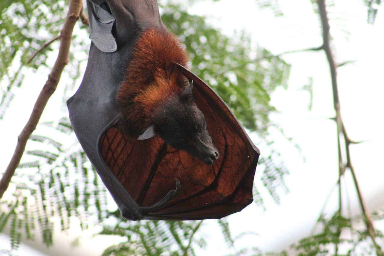 brown bat