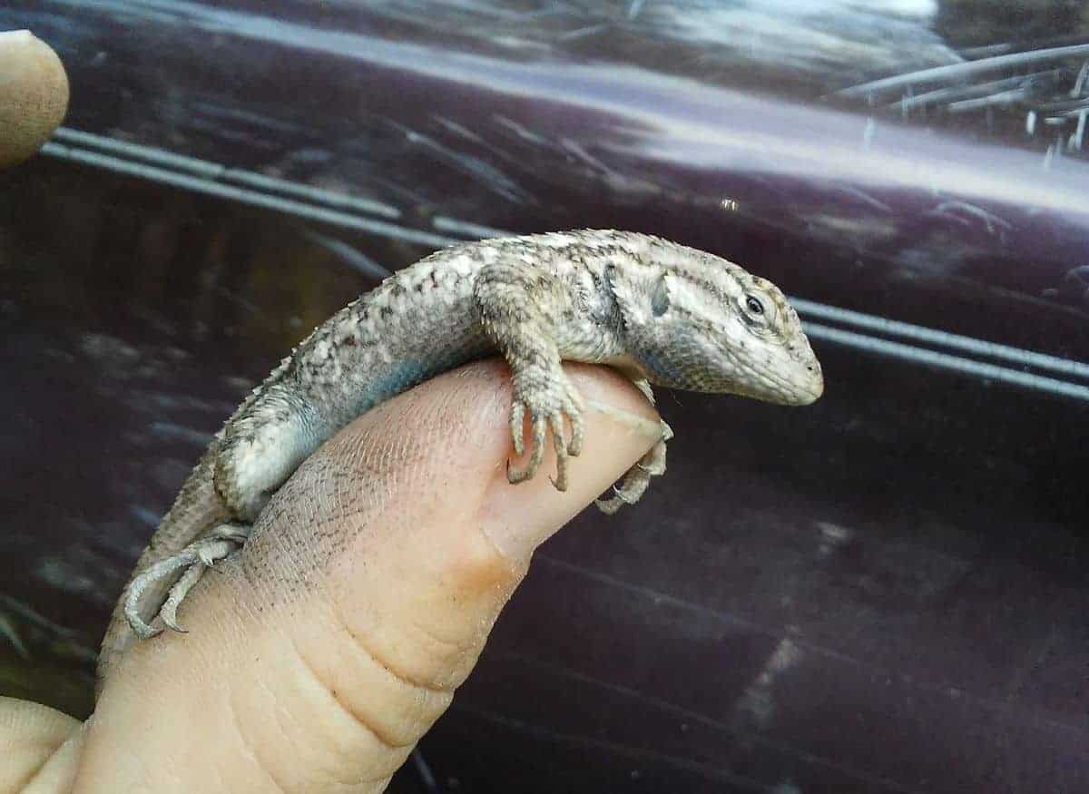 catching lizard thumb