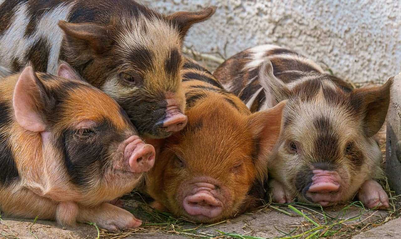 clean pigs resting
