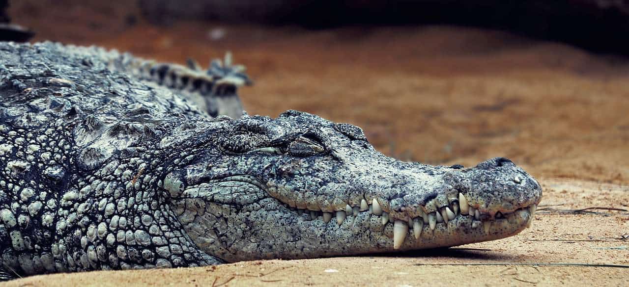 sleeping crocodile