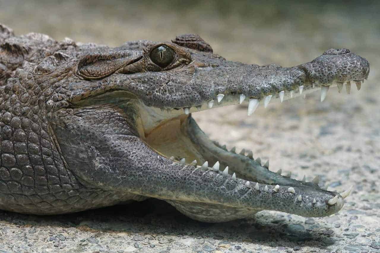 mouth open crocodile