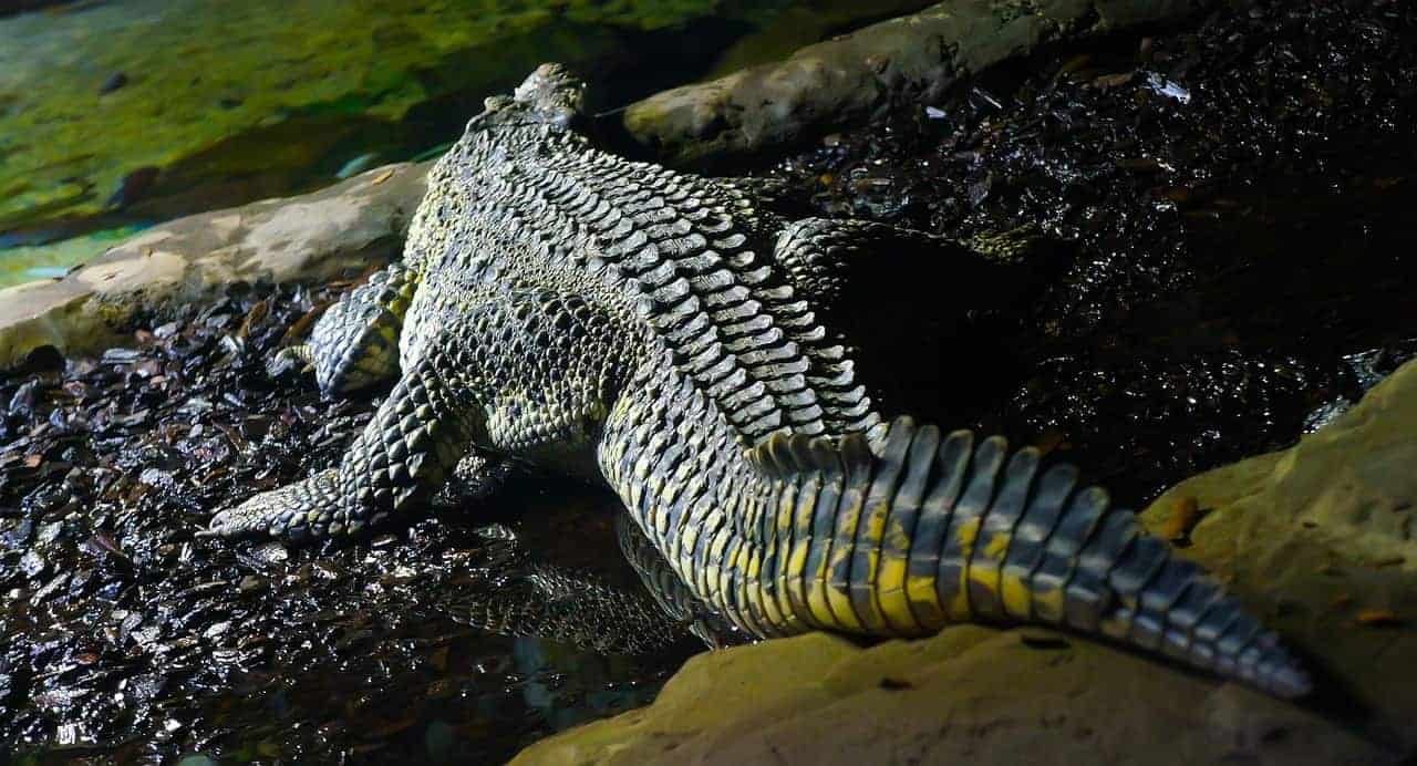 crocodile tail