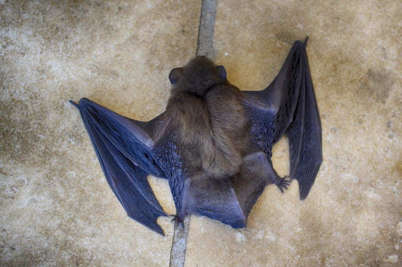 dead bat