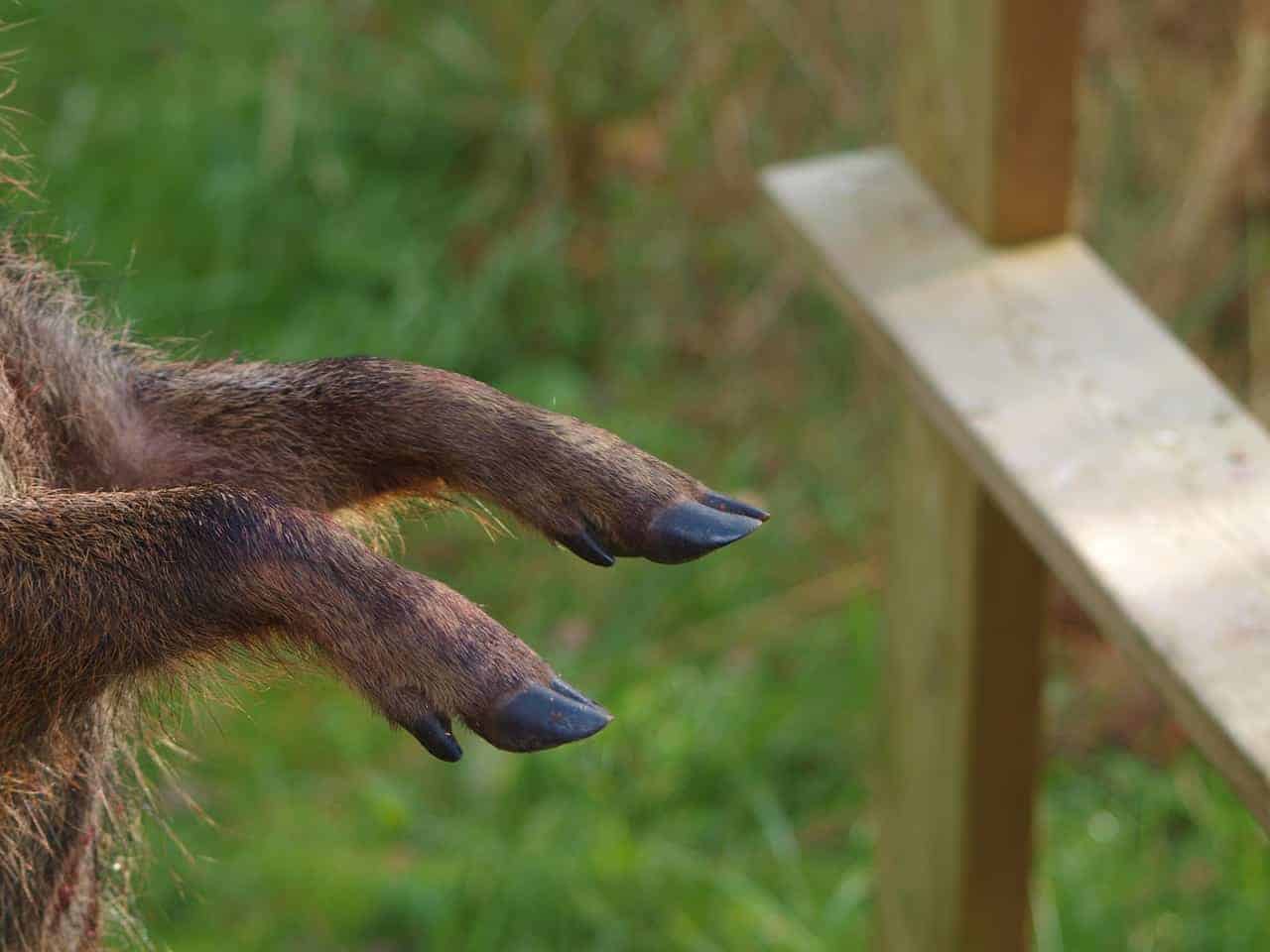 pig feet fence