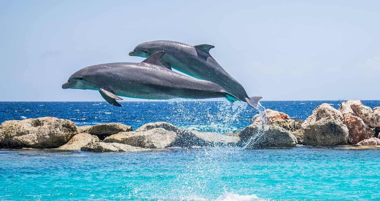 dolphin jumping