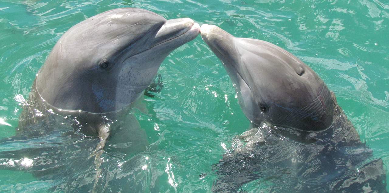 dolphins playing