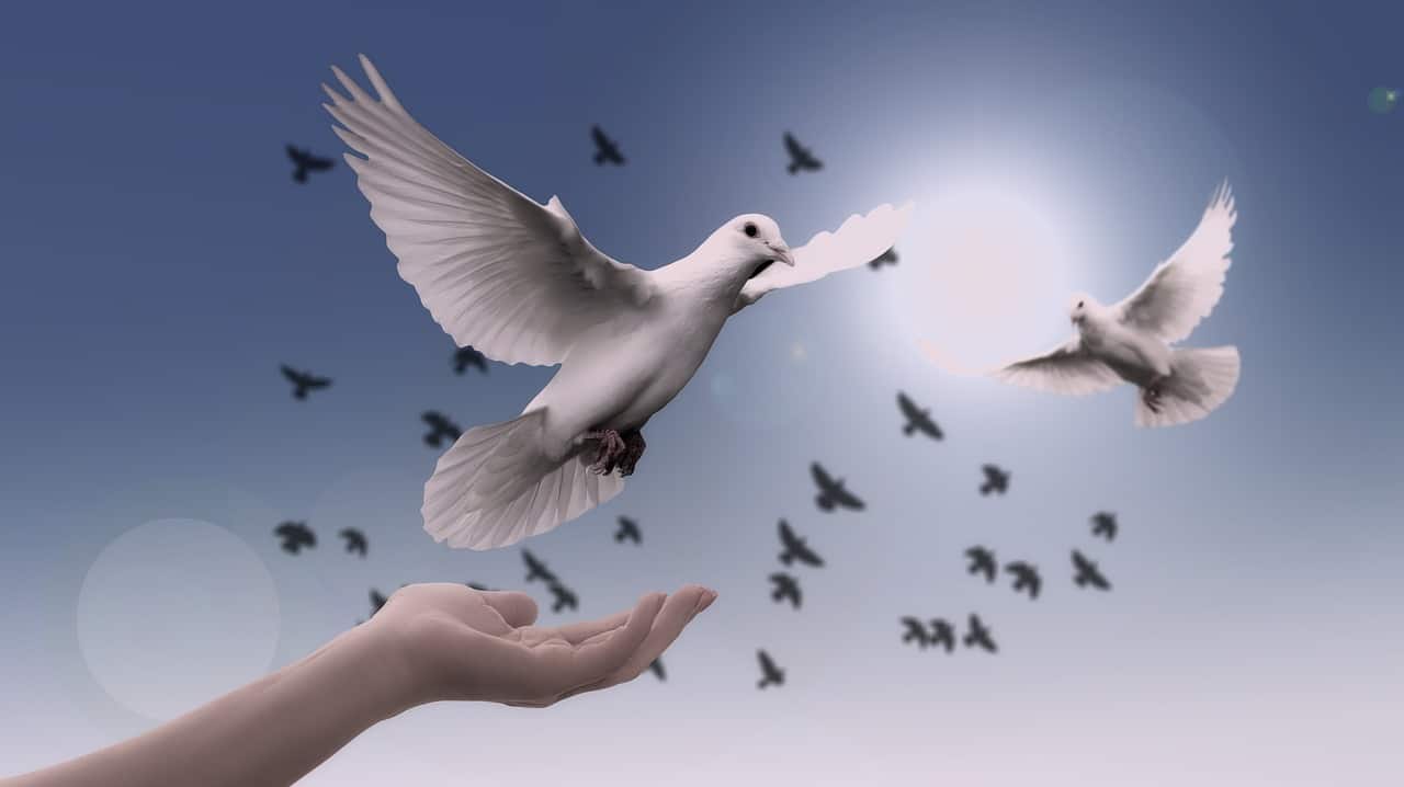 hand white doves 