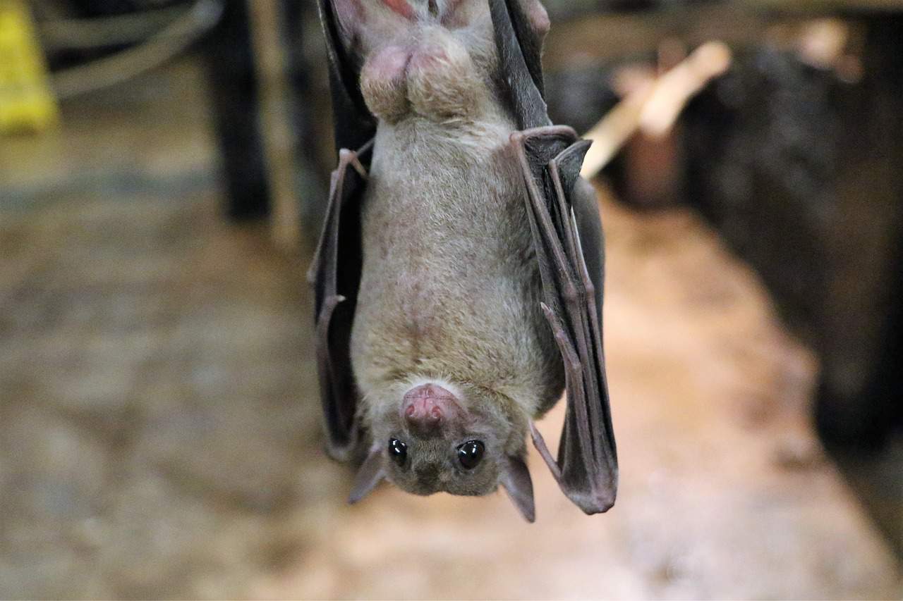 fruit bat