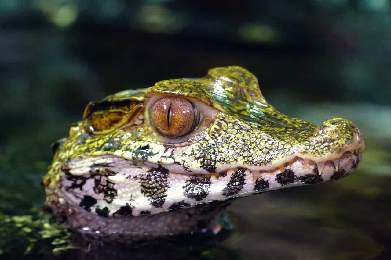 green crocodile