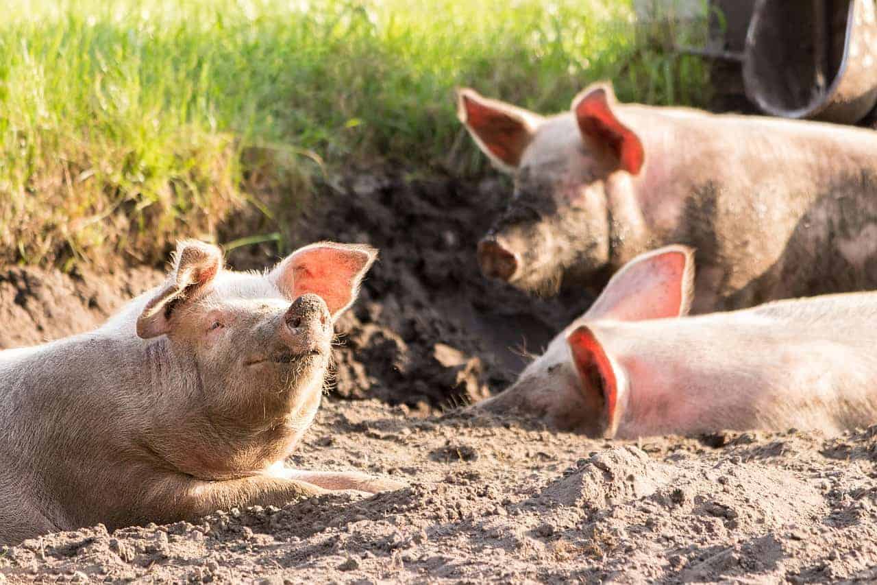 healthy pigs playing