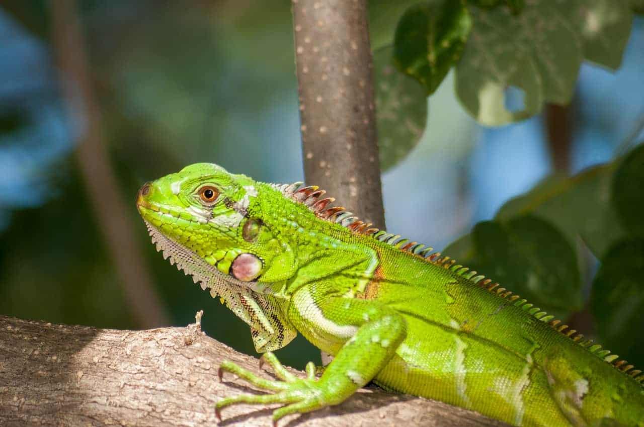 iguana light green resting