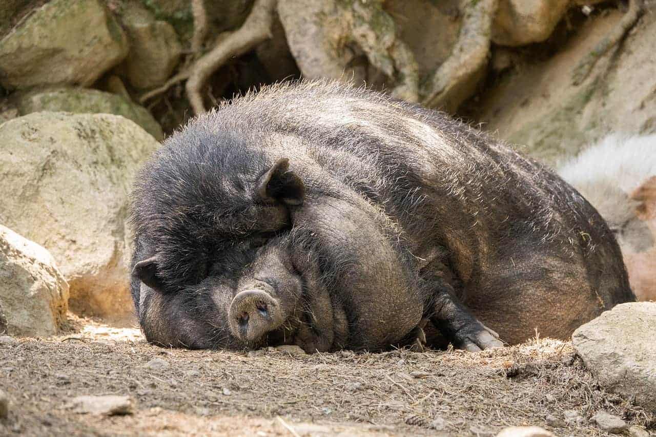 large pig asleep