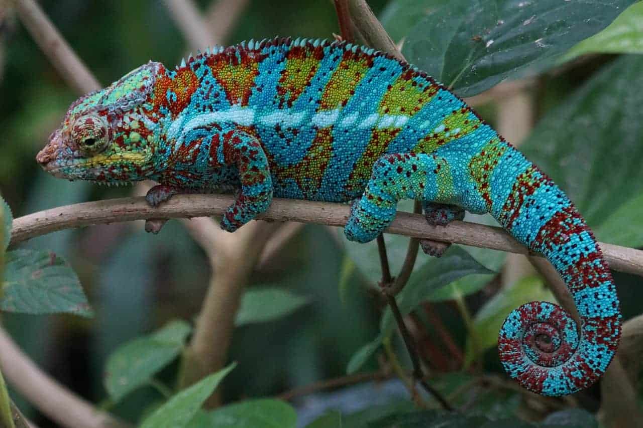 lizard changing colors