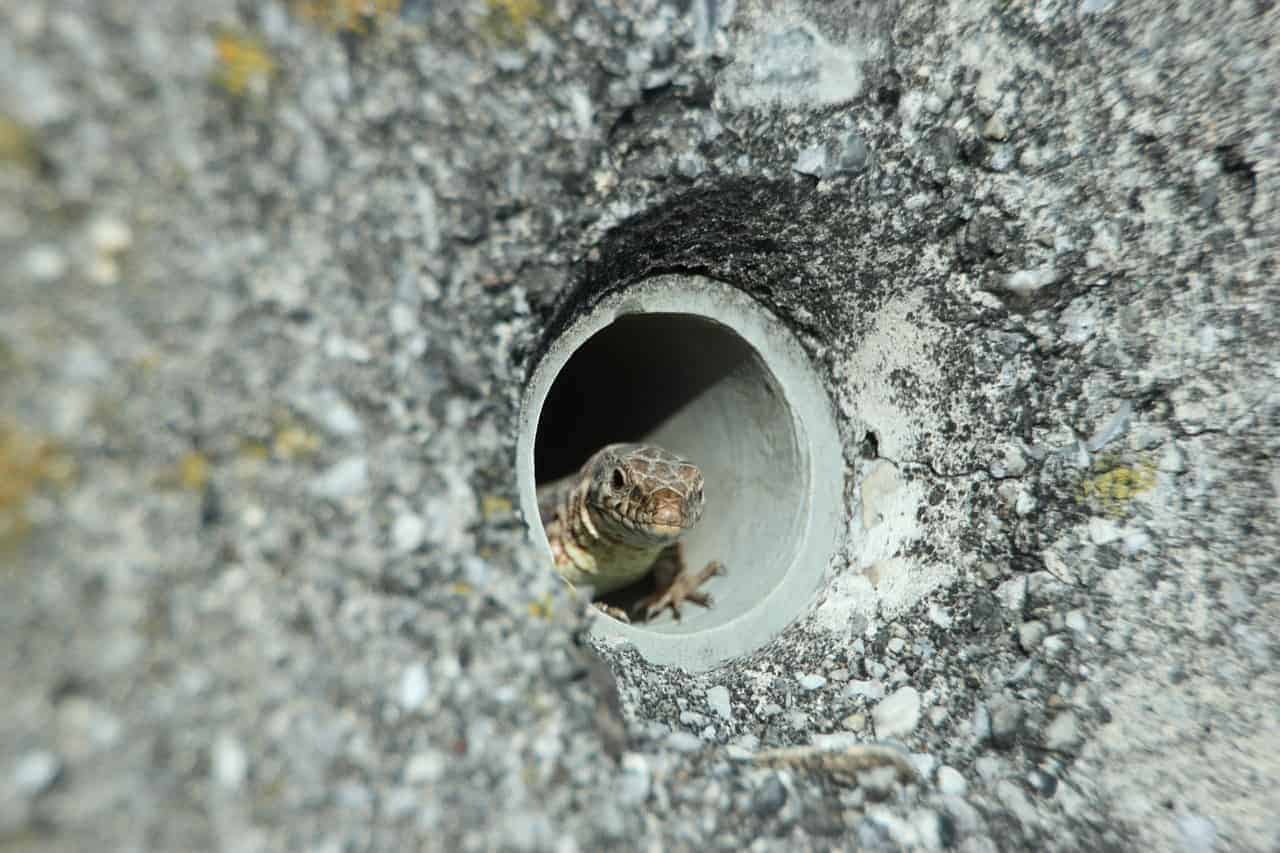 lizard crawling into hole