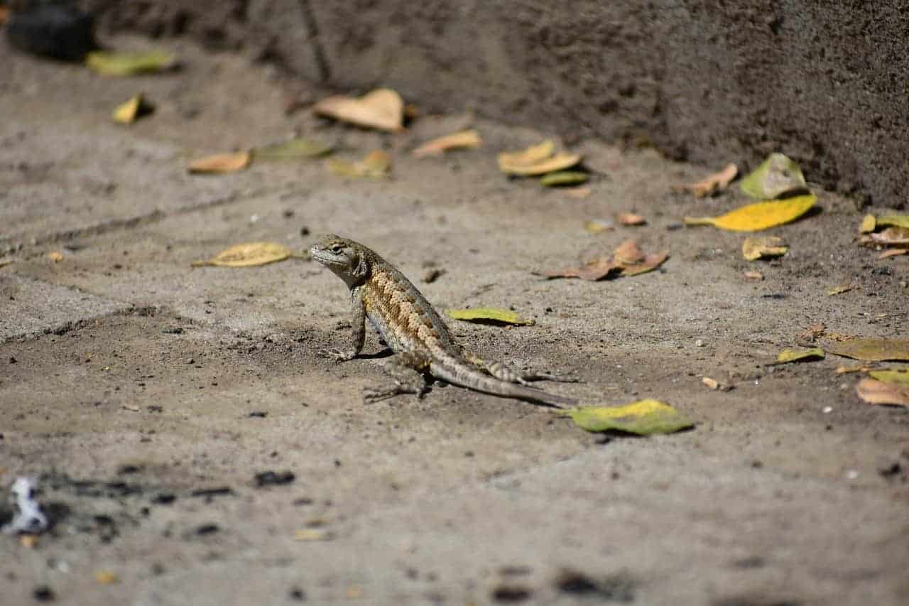 lizard crawling leaves