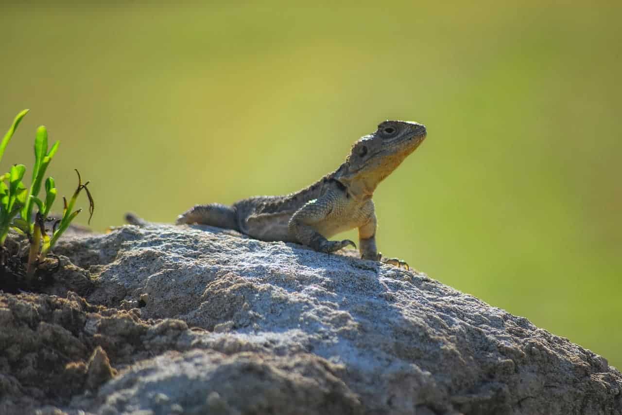 lizard on rock