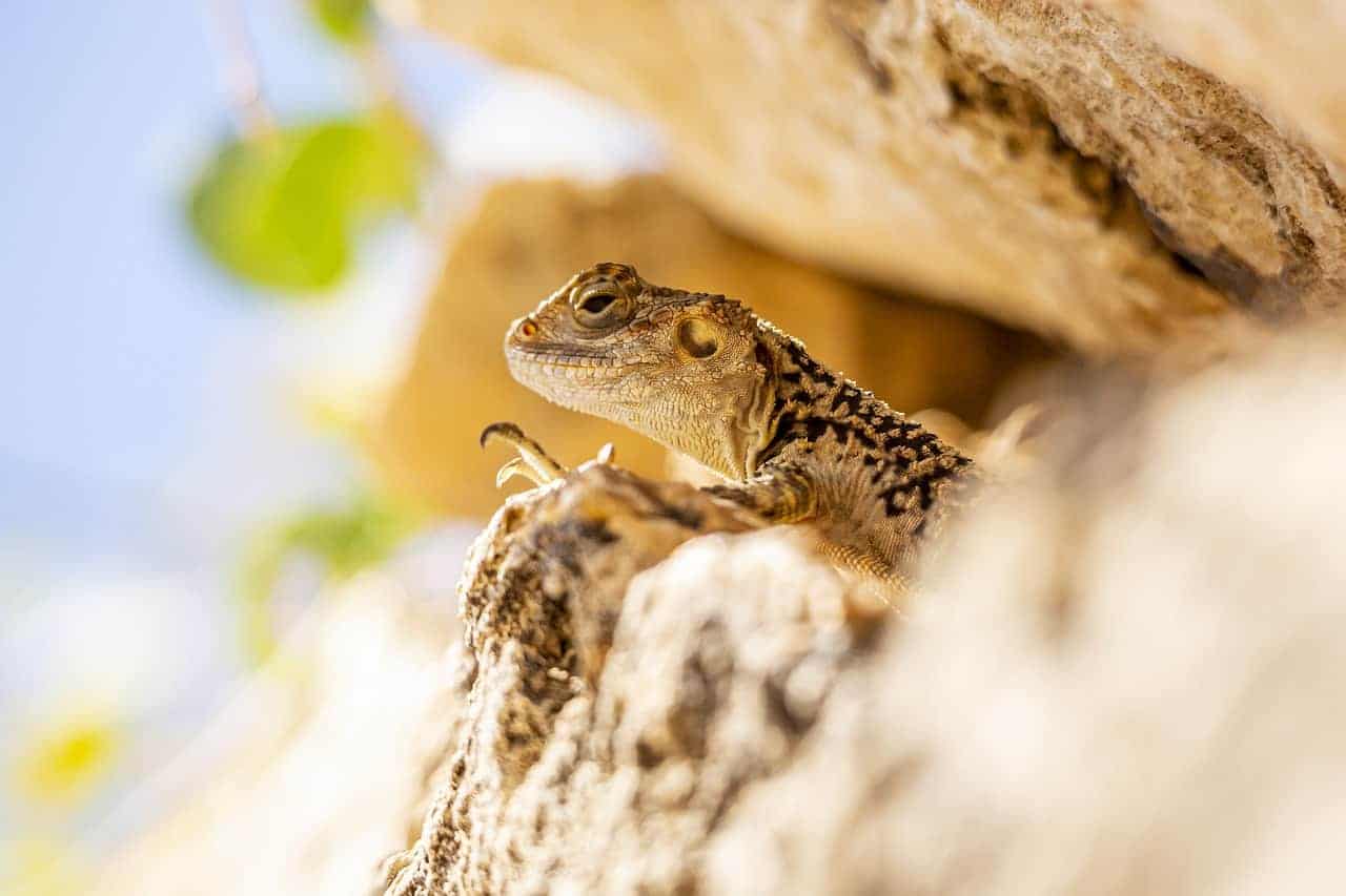 lizard under rock
