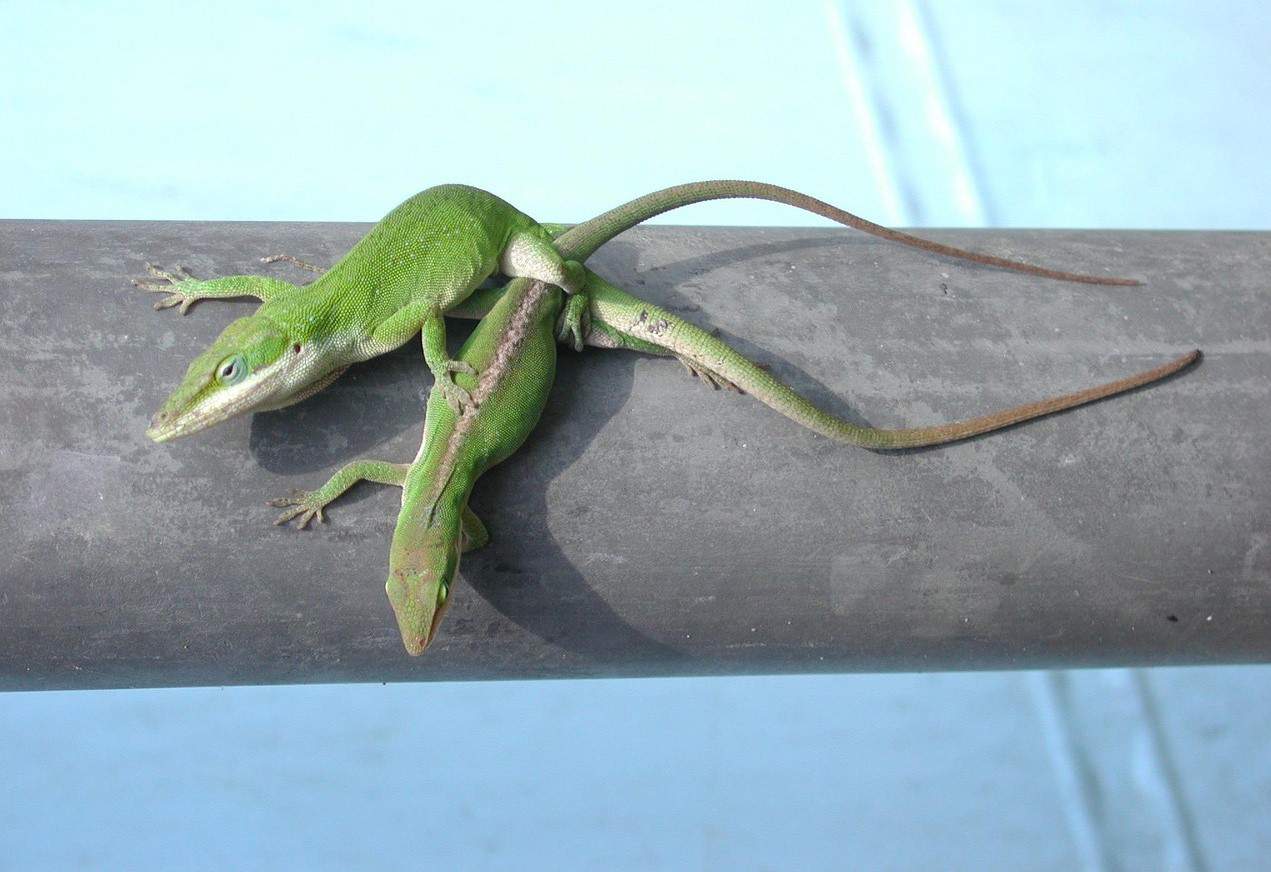 lizards mating green