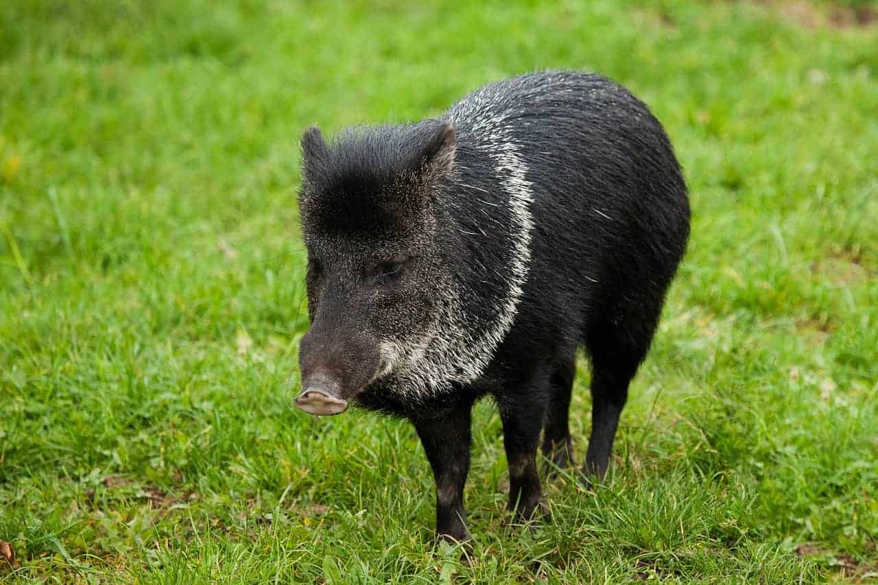 male pig black