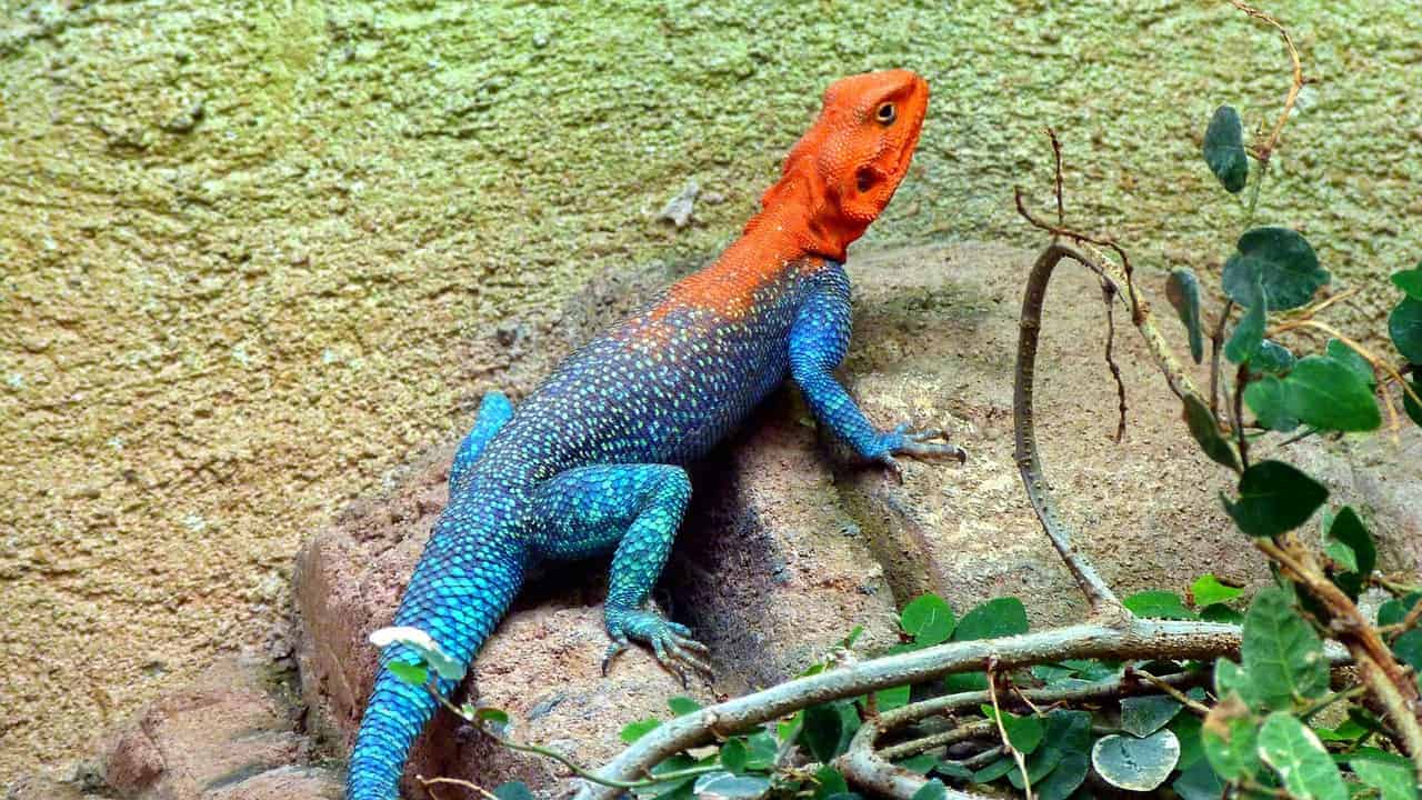 multicolored lizard