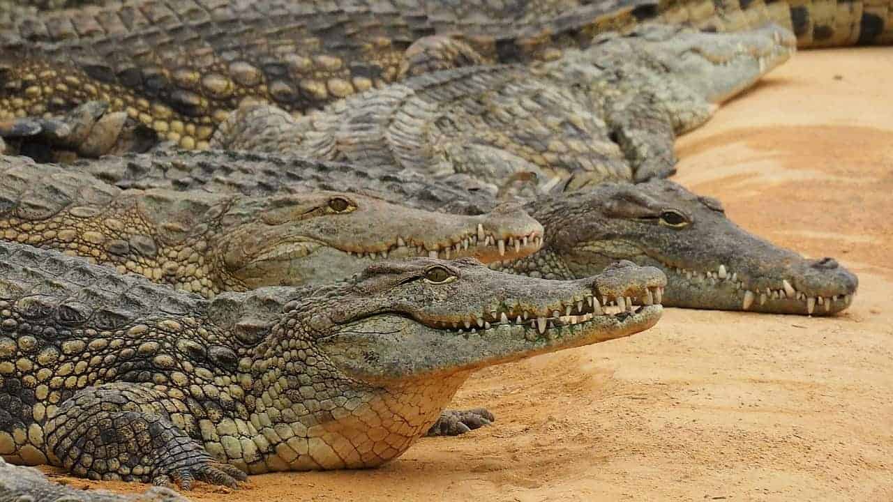 multiple crocodiles