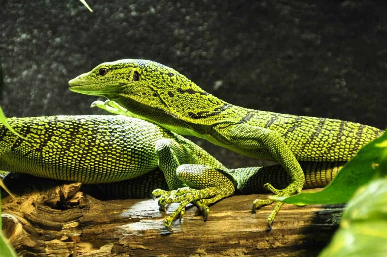 multiple lizards