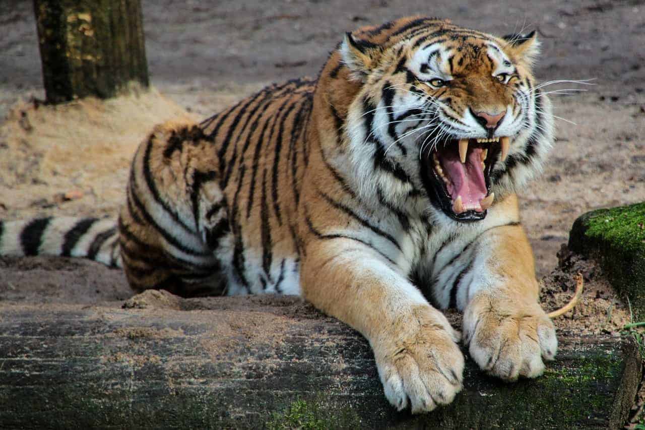 tiger angry roaring