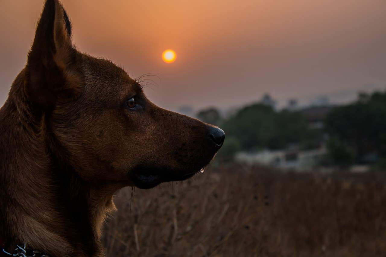 dog sunset field